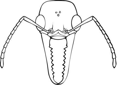 Bulldog Ant Coloring Page